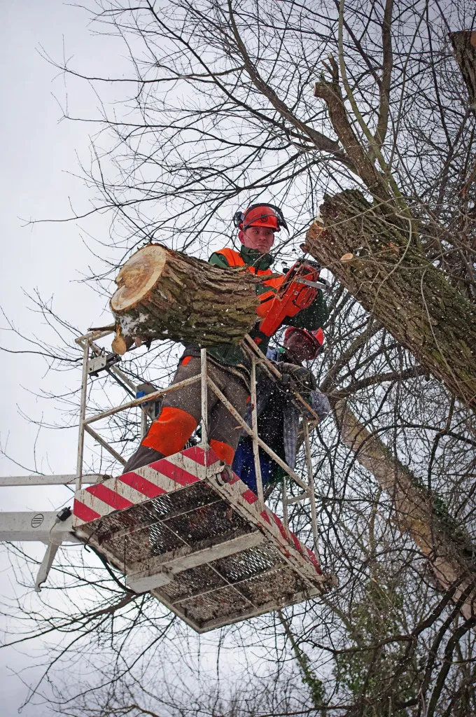 Ořezy a kácení stromů